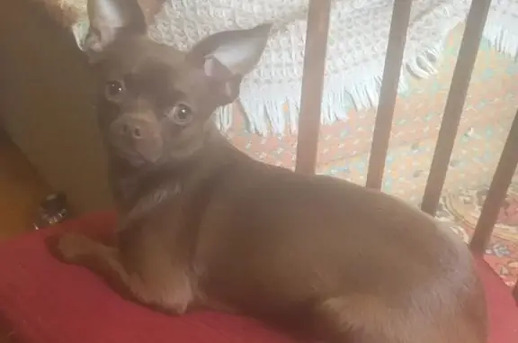 Собаки потеряшки, Московская область, фото: Потеряшка собака, СНТ Дубечино, уч. 90