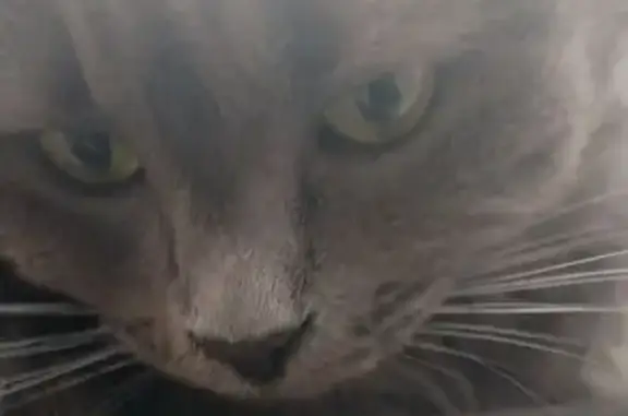 Кошки потеряшки, Волгодонск, фото: Потеряшка кошка, ул. 30 лет Победы, 12