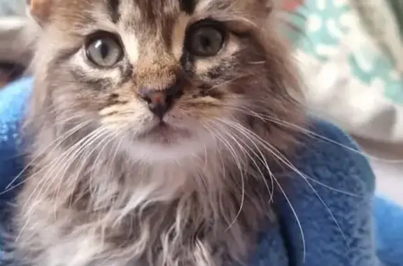 Найдена кошка, Калининградская область, фото: Котенок найден в Калининградской области