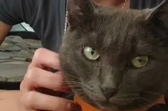 Кошки потеряшки, Томск, фото: Потеряшка кошка, Кузнечный взвоз, 3, Томск