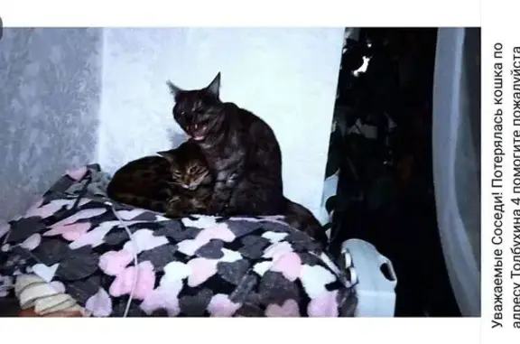 Пропала кошка, ул. Толбухина, 4, Берёзовский