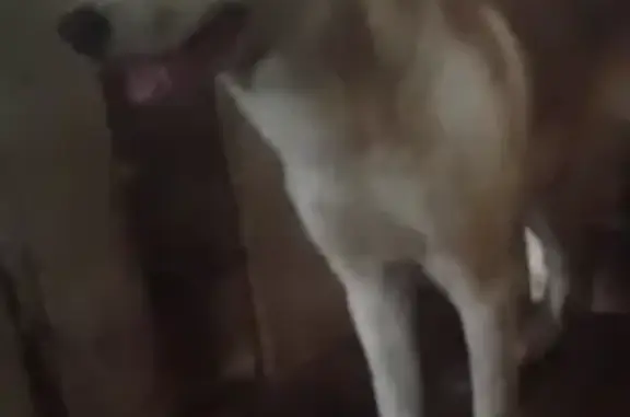 Собака найдена: ул. Красных Орлов, 99