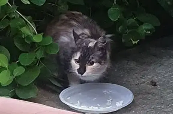 Найдена кошка, Московская область, фото: Трехцветная кошка найдена в СНТ Манюхино
