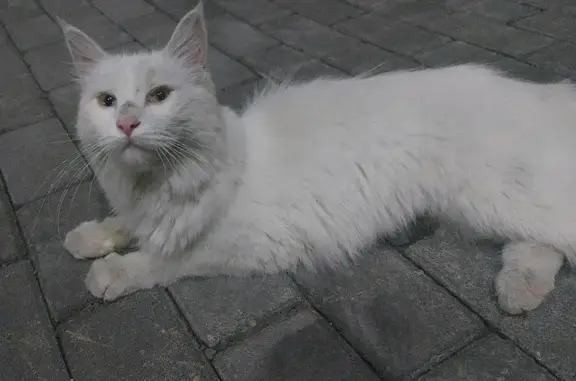 Найдена кошка, Благовещенск, фото: Кошка найдена: ул. Островского, 218