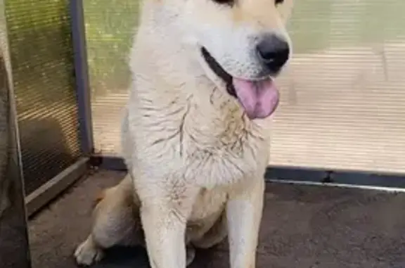 Найдена собака, Тульская область, фото: Собака найдена в Огарёвке, Тульская обл.