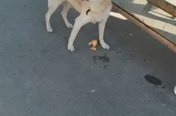 Собака найдена у остановки Фрунзе/Коминтерна