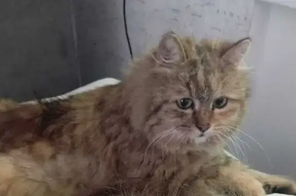 Пропала кошка, Майский пер., 3, Туапсе