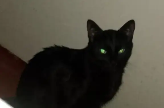 Кошки потеряшки, Муравленко, фото: Потеряшка кошка, ул. Новосёлов, Муравленко