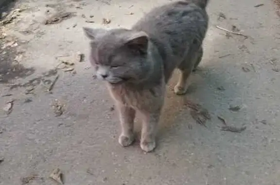 Кошка найдена: Школьная ул., 43, Видное