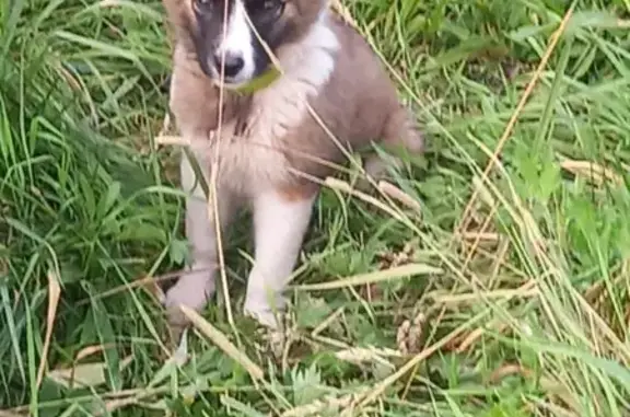 Найдена собака, , фото: Собака найдена, МО