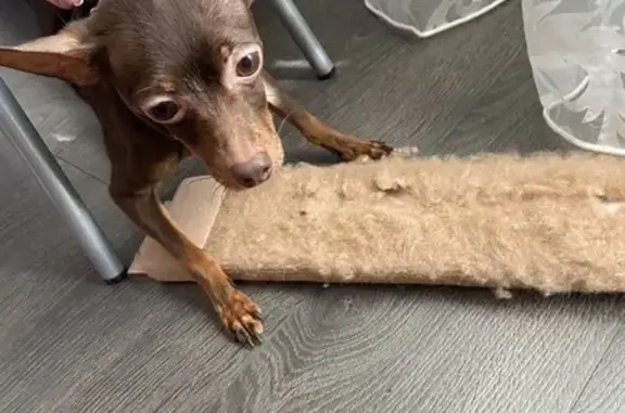 Найдена собака, ул. Грибоедова, 2, Дзержинск