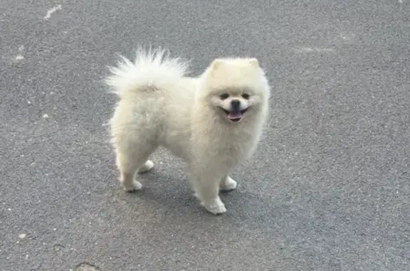 Найдена белая собака, ул. Солнечная, Кудрово