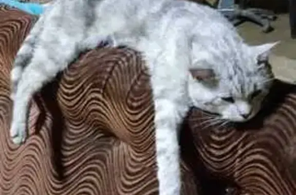 Кошки потеряшки, Томск, фото: Потеряшка кошка, переулок Сакко 2, Томск