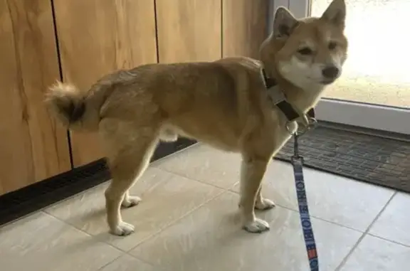 Найдена собака, Темрюк, фото: Собака найдена: Октябрьская ул, 184, Темрюк