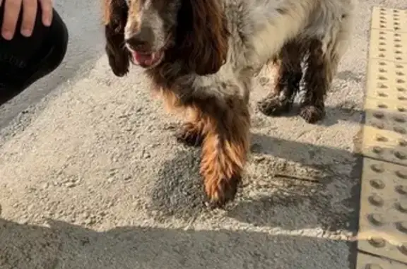 Найдена собака, Введенка, фото: Спаниель найден: Чаплыгинское шоссе, 31А