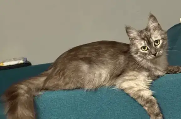 Потерянные животные Ульяновск, фото: Пропала кошка, Краснопролетарская 26