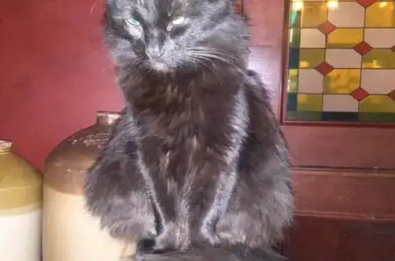 Пропала кошка на Неглинной, 17 с2, Москва