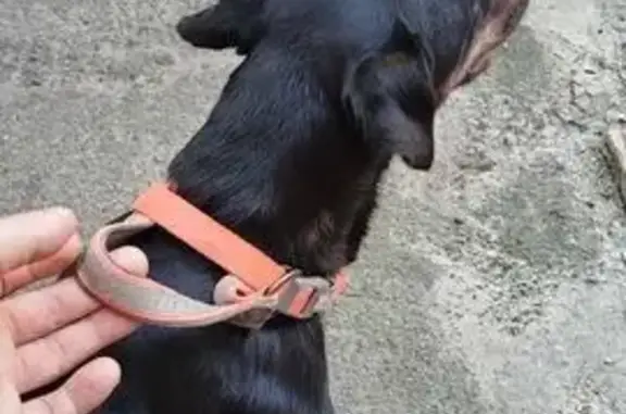 Собака найдена: ул. Чехова 51, Вологда