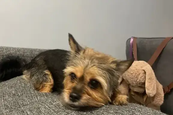 Найдена собака на Фабричной, 9, Тюмень