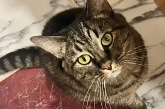 Пропала кошка, Архангельская обл., 23 июля