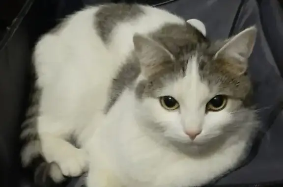 Кошки потеряшки, Сыктывкар, фото: Потеряшка кошка, Октябрьский пр., 126