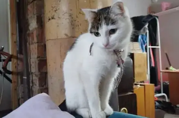 Кошки потеряшки, Петрозаводск, фото: Потеряшка кошка, Каменоборская 13, Птз