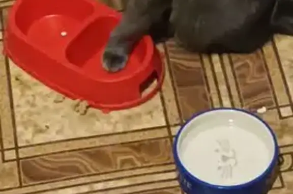 Потерянные животные Оренбург, фото: Пропала кошка, ул. Берёзка 17/1, Оренбург