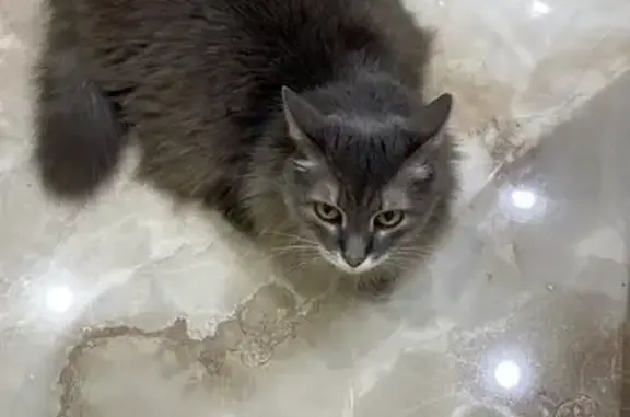 Кошки потеряшки, Уфа, фото: Потеряшка кошка Джеки, Королёва 10/1, Уфа