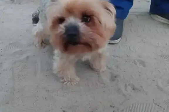 Найденные животные Ноябрьск, фото: Собака найдена: ул. Муравленко 18, Ноябрьск