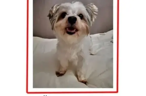 Найдена собака, Алтуфьевское ш. вл34Г