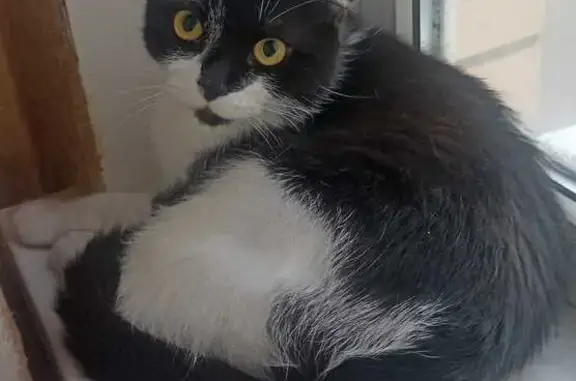 Кот Мося найден: Целиноградская 4/3