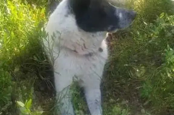 Найдена собака, Тверская область, фото: Найдена собака, Тверская область