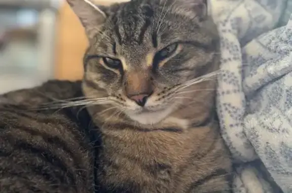 Пропала кошка, 14-й Октябрьский пр., Тула