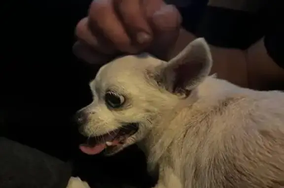 Собака найдена: Коммунальная, 51Г, Тамбов