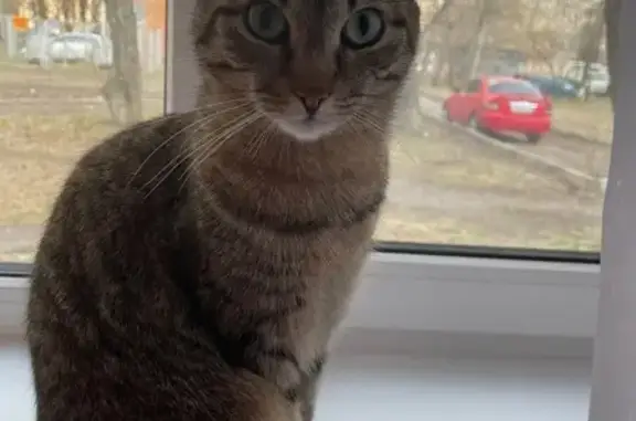 Кошки потеряшки, Красноярск, фото: Потеряшка кошка, Ширинская ул. 9, Красноярск