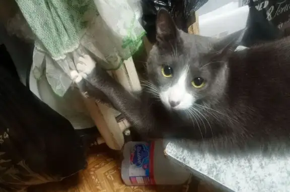 Пропала кошка, Енисейская ул., Зыково