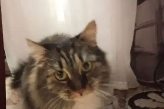 Найдена кошка, Каменск-Уральский, фото: Кошка найдена: пр. Победы, 53, Каменск