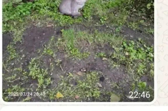 Кошка найдена: Краснобогатырская 19c2