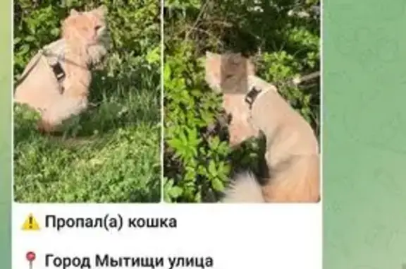 Пропала рыжая кошка, ул. Разина 1, Мытищи