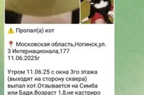 Кошки потеряшки, Ногинск, фото: Потеряшка кошка, ул. 3-го Интернационала, 177А