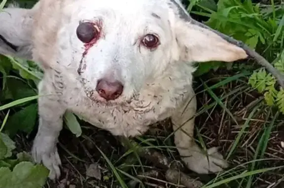 Собака сбита на Клубова, 61, Вологда