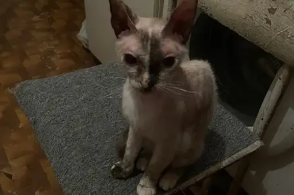 Пропала кошка, Пржевальского 4, Казань