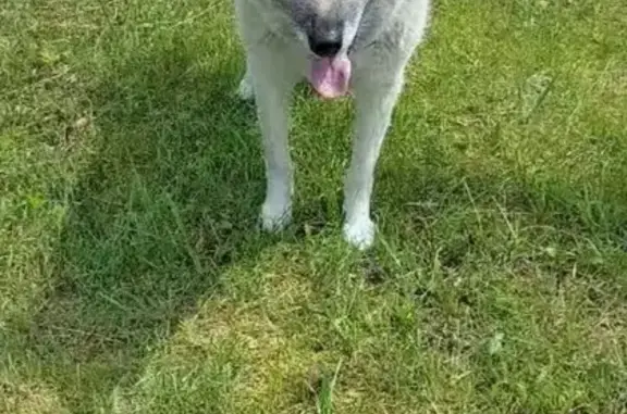 Собаки потеряшки, Брянская область, фото: Потеряшка собака в Отрадном, Брянская обл.