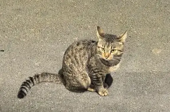 Кошка найдена: Прохладная ул., 5, Челябинск