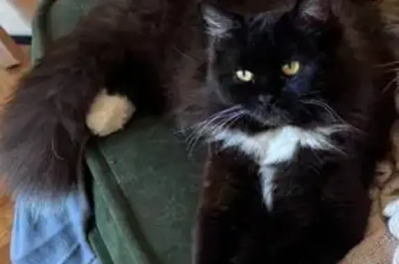 Кошки потеряшки, Воронеж, фото: Потеряшка кошка, Воробьёвская ул. 7, Воронеж