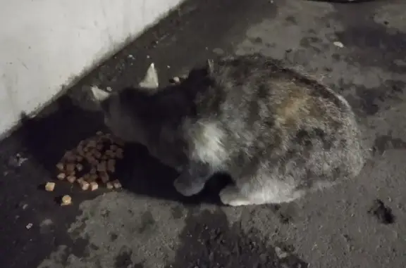 Кошка у Ленты, ул. Рокоссовского, Оренбург