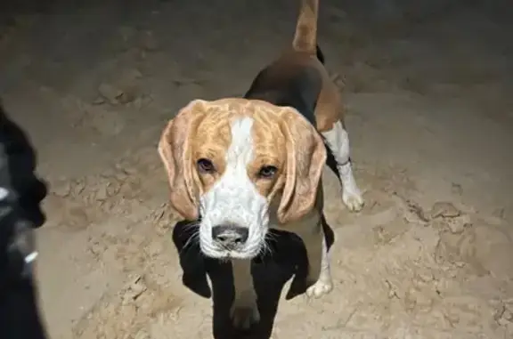 Найдена собака, Краснооктябрьский, фото: Собака найдена: ул. Строителей, 27