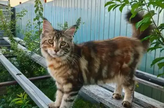 Пропала кошка, пл. Ленина, Энгельс