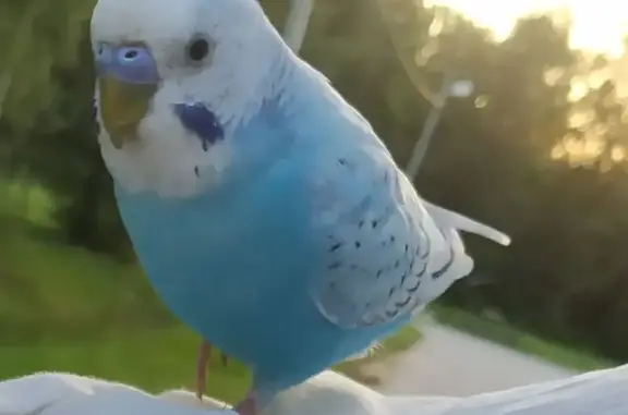 Птица без хвоста на кладбище в Петергофе