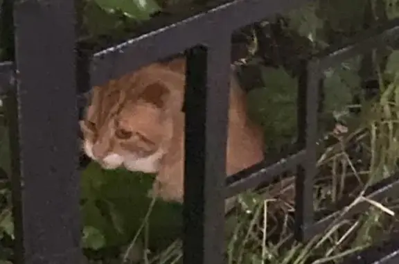 Кошка найдена у пр. Луначарского, СПб